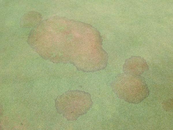 brown patch on turfgrass
